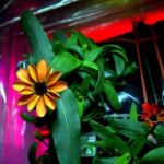 Primera flor que ha crecido en la EEI como parte de un experimento de dos años para cultivar plantas en el espacio. Esta es la primera vez que las flores, del género de las zinnias, se abren fuera de la gravedad de la Tierra.