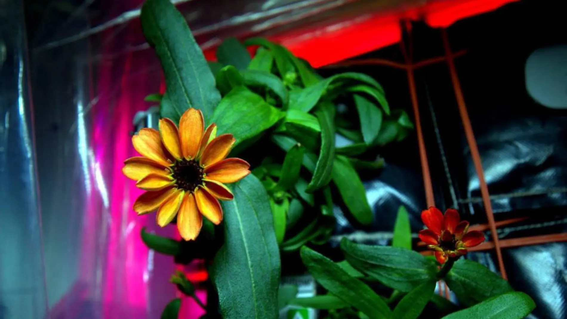 Primera flor que ha crecido en la EEI como parte de un experimento de dos años para cultivar plantas en el espacio. Esta es la primera vez que las flores, del género de las zinnias, se abren fuera de la gravedad de la Tierra.