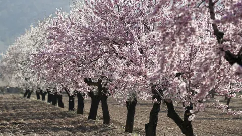 Almendros en flor en la región de Murcia