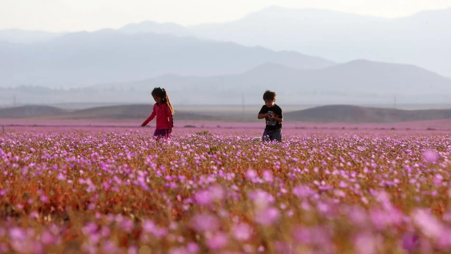 Fotografía del árido desierto de Chile que cada cinco o siete años se transforma en una alfombra de flores de color malva pero las abundantes precipitaciones