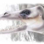 Ilustración de una de las dos especies de protocétidos halladas en Togo / M.J. Orliac, basado en la reconstrucción del cráneo dibujado por Róisín Mourlam