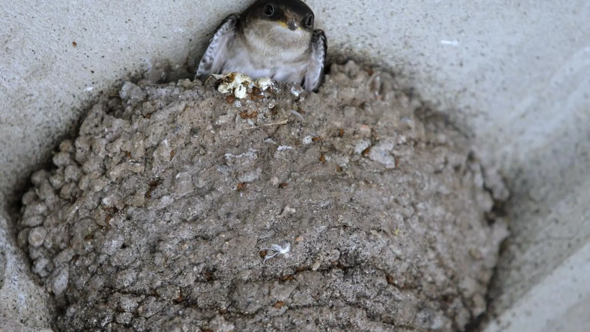En muchos nidos, bajo los tejados y cubiertas, aumentará también la temperatura de forma exponencial