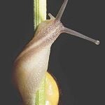 ¿Por qué las conchas de los caracoles giran hacia la derecha o a la izquierda?