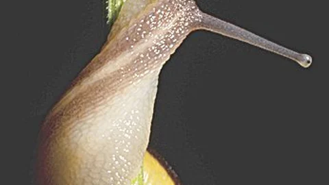 ¿Por qué las conchas de los caracoles giran hacia la derecha o a la izquierda?