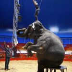 Joy, junto a su hijo, ensayando para LA RAZÓN un número circense con uno de sus elefantes