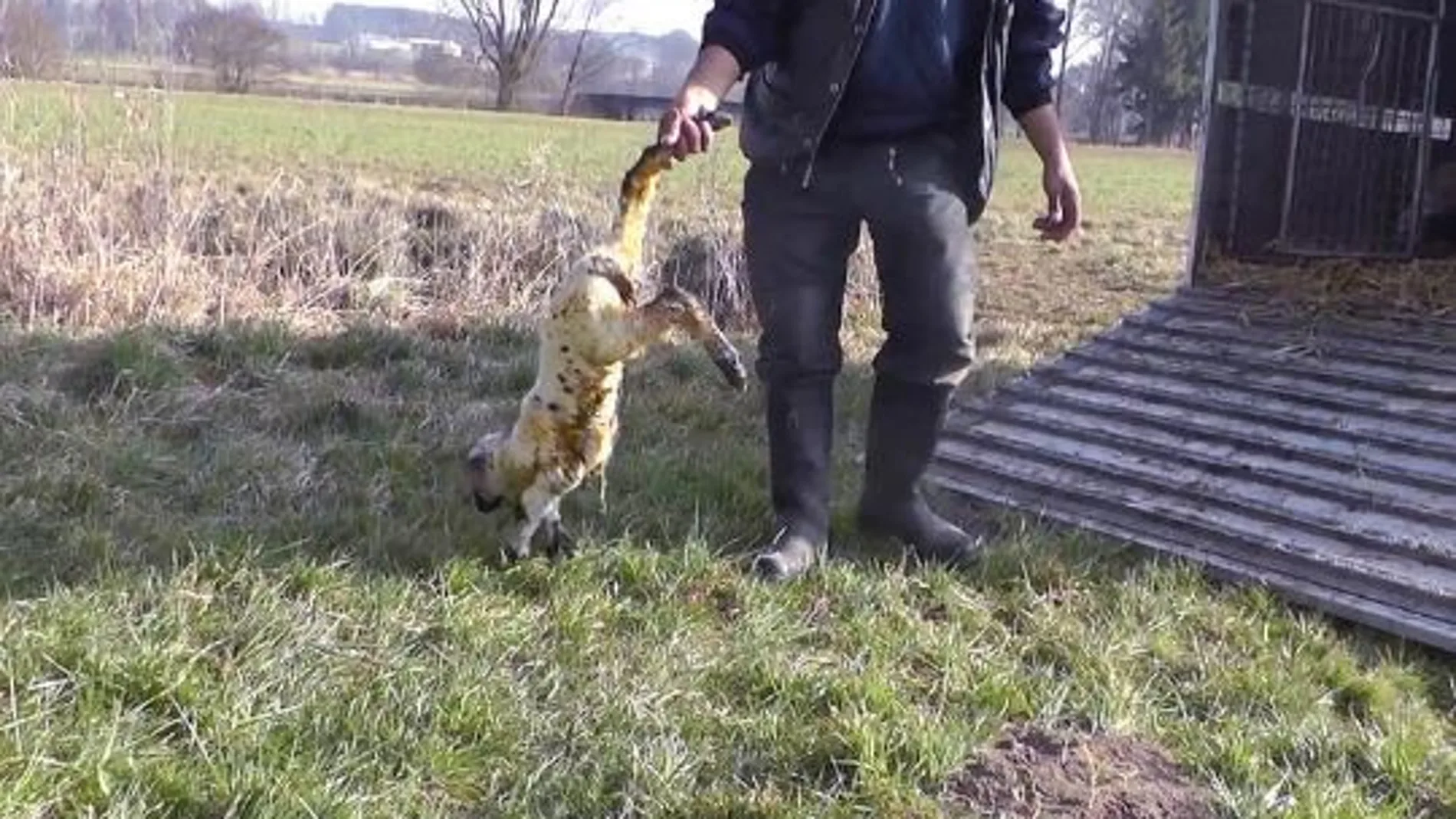 Fotograma de un vídeo de Igualdad Animal en el que se maltrata a un cordero