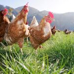 Los animales de granja suelen generar mejores productos para el consumo