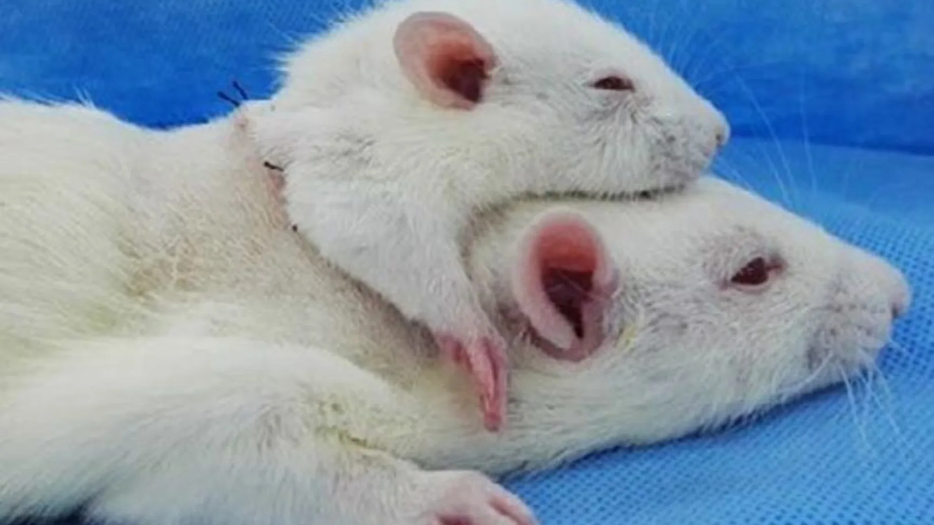 Imagen del trasplante de cabeza de rata realizado recientemente