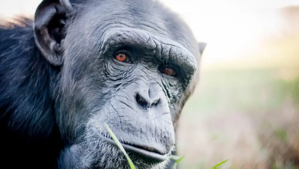 Los chimpancés son una de las especies más inteligentes del planeta, en parte, por su gran capacidad para pensar de manera abstracta