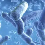 Imagen microscópica de la bacteria de la tosferina, altamente contagiosa