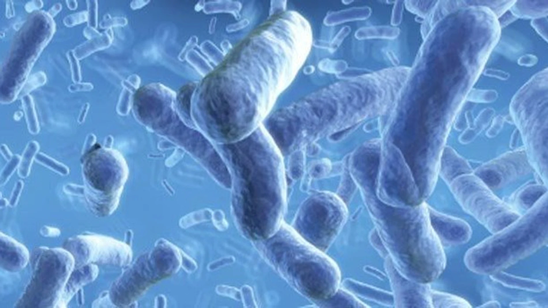 Imagen microscópica de la bacteria de la tosferina, altamente contagiosa