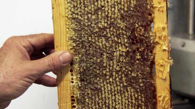 El hombre empezó a utilizar la cera de abeja en el 7000 a.C. En la imagen, miel de la Alcarria
