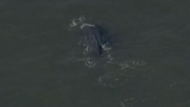 Avistan una ballena en el río Hudson de Nueva York