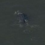 Avistan una ballena en el río Hudson de Nueva York