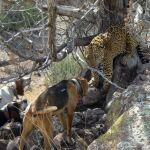 Un jaguar acosado por perros en la frontera de México