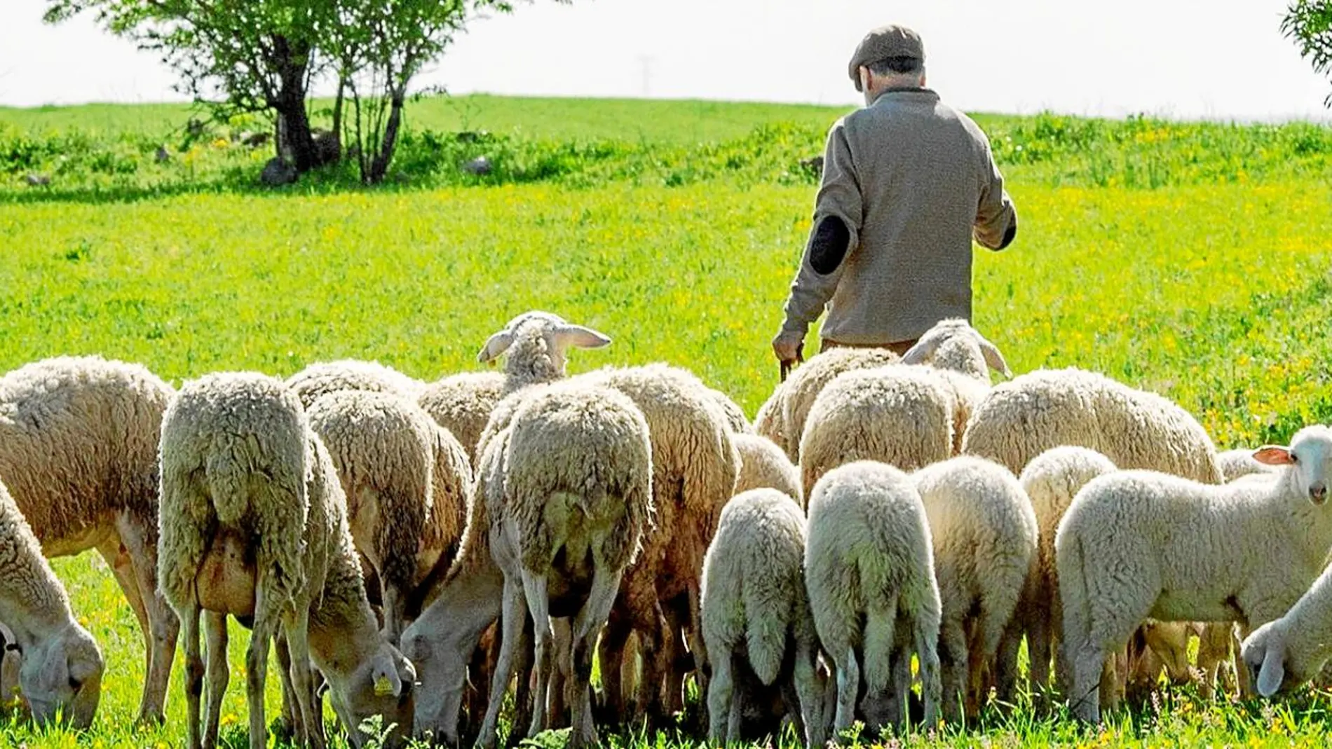 Esta ganadería sigue pastoreando igual que hace siglos. Y esa forma milenaria de hacer las cosas también proporciona enormes beneficios ambientales