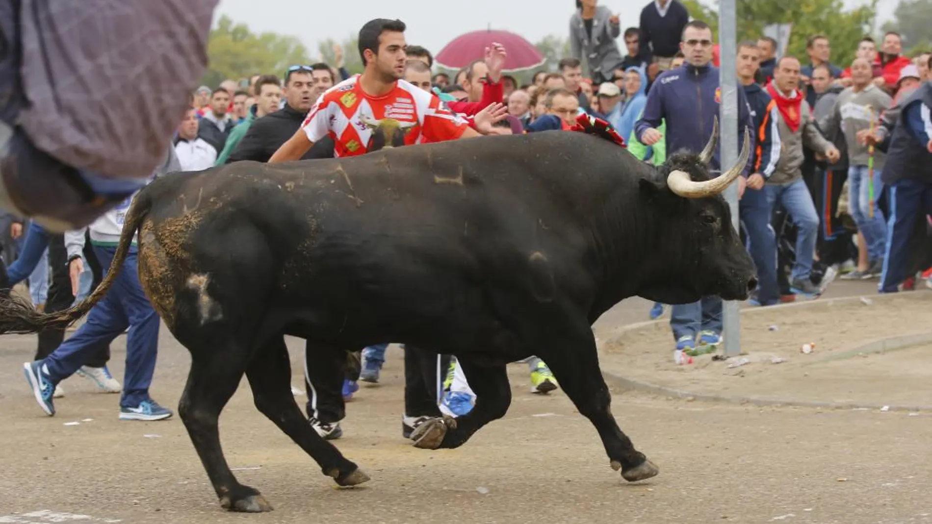 Tordesillas sustituye el Toro de la Vega por el Toro de la Peña