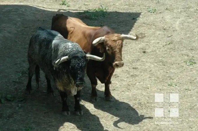 Los toros de Cebada Gago para la segunda carrera de los sanfermines