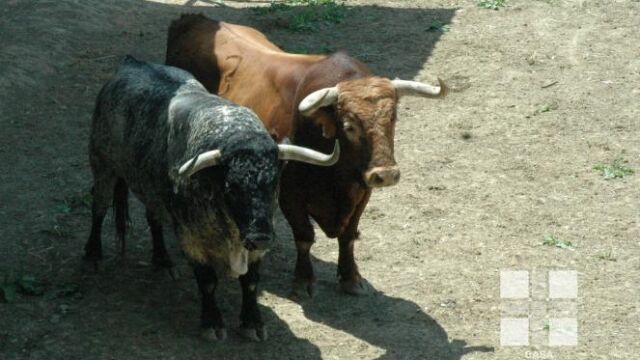 Los toros de Cebada Gago para la segunda carrera de los sanfermines