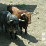 Los toros de Cebada Gago para la segunda carrera de los sanfermines