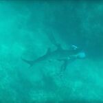 Captura del momento en el que el tiburón ataca al buceador / YouTube