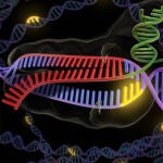 Las mutaciones son raras ya que tenemos mecanismos de reparación y correción del ADN.