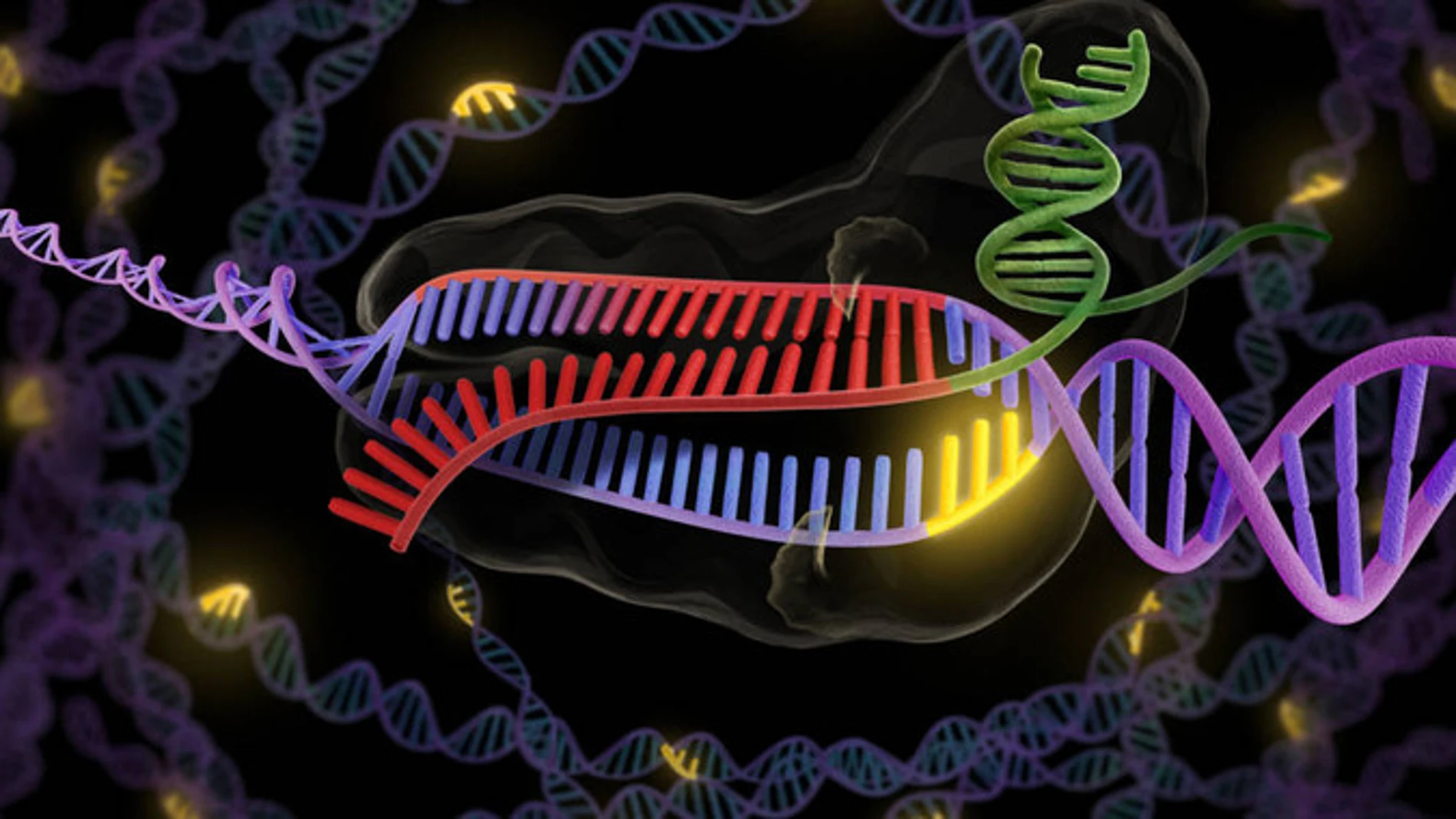 Las mutaciones son raras ya que tenemos mecanismos de reparación y correción del ADN.