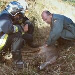 Un corzo atropellado en la sierra de Madrid