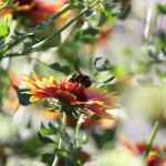 Un abejorro colecta polen