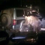 Condenado por atropellar cinco veces a un oso, maltratarlo y tratar de violarlo
