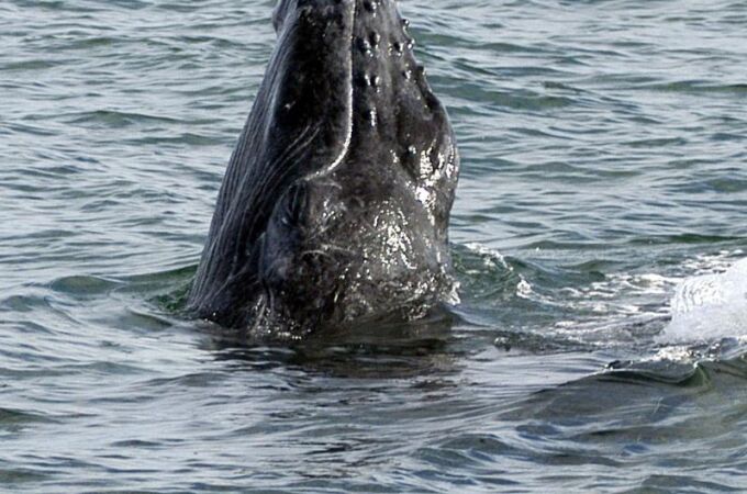 Una ballena jorobada, fotografiada en aguas de Colombia