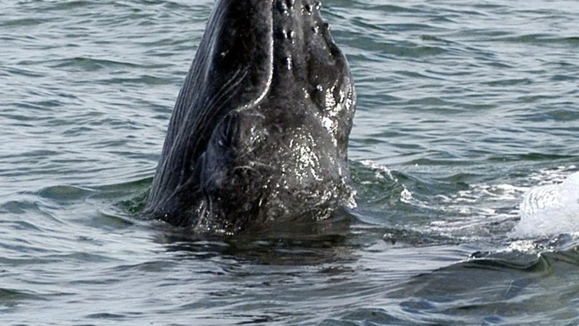 Una ballena jorobada, fotografiada en aguas de Colombia