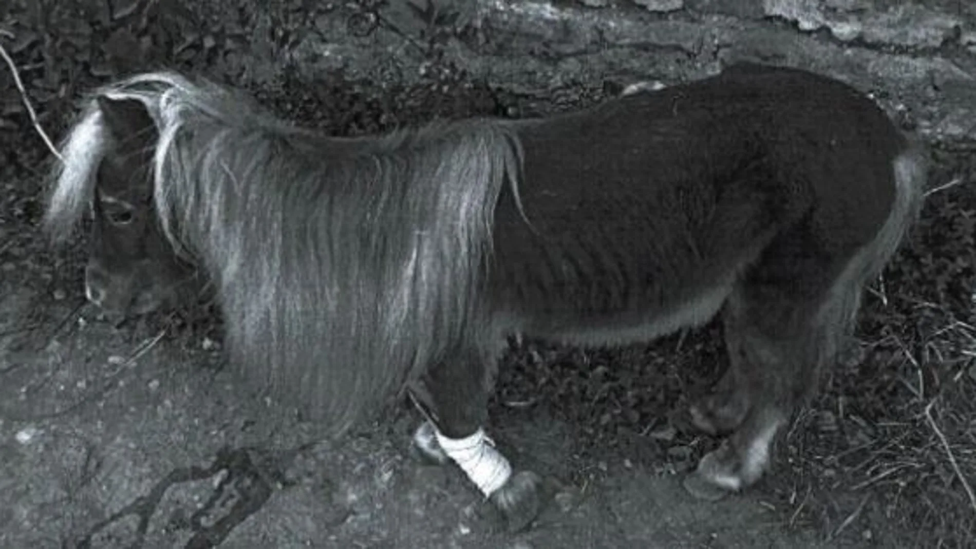 En animal se encontraba con una pata rota y con claros síntomas de desnutrición / Foto: Policía Nacional