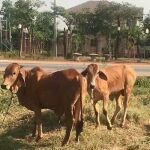 La vaca con la que mantuvo relaciones