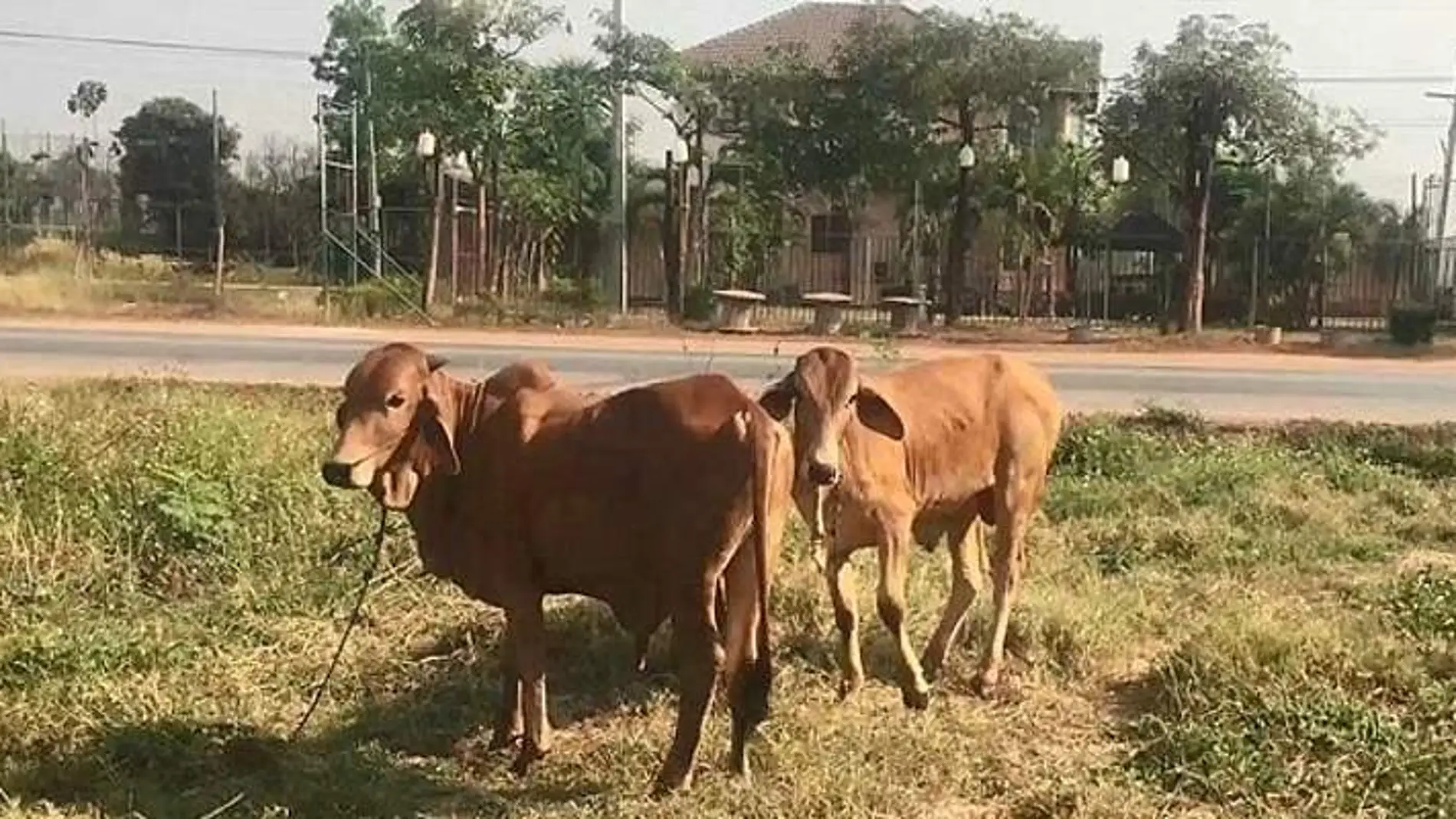 La vaca con la que mantuvo relaciones