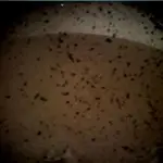  La sonda InSight aterriza con éxito en la superficie de Marte