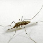 El mosquito Anopheles gambiae es el responsable de la propagación de la malaria por las zonas más castigadas de África