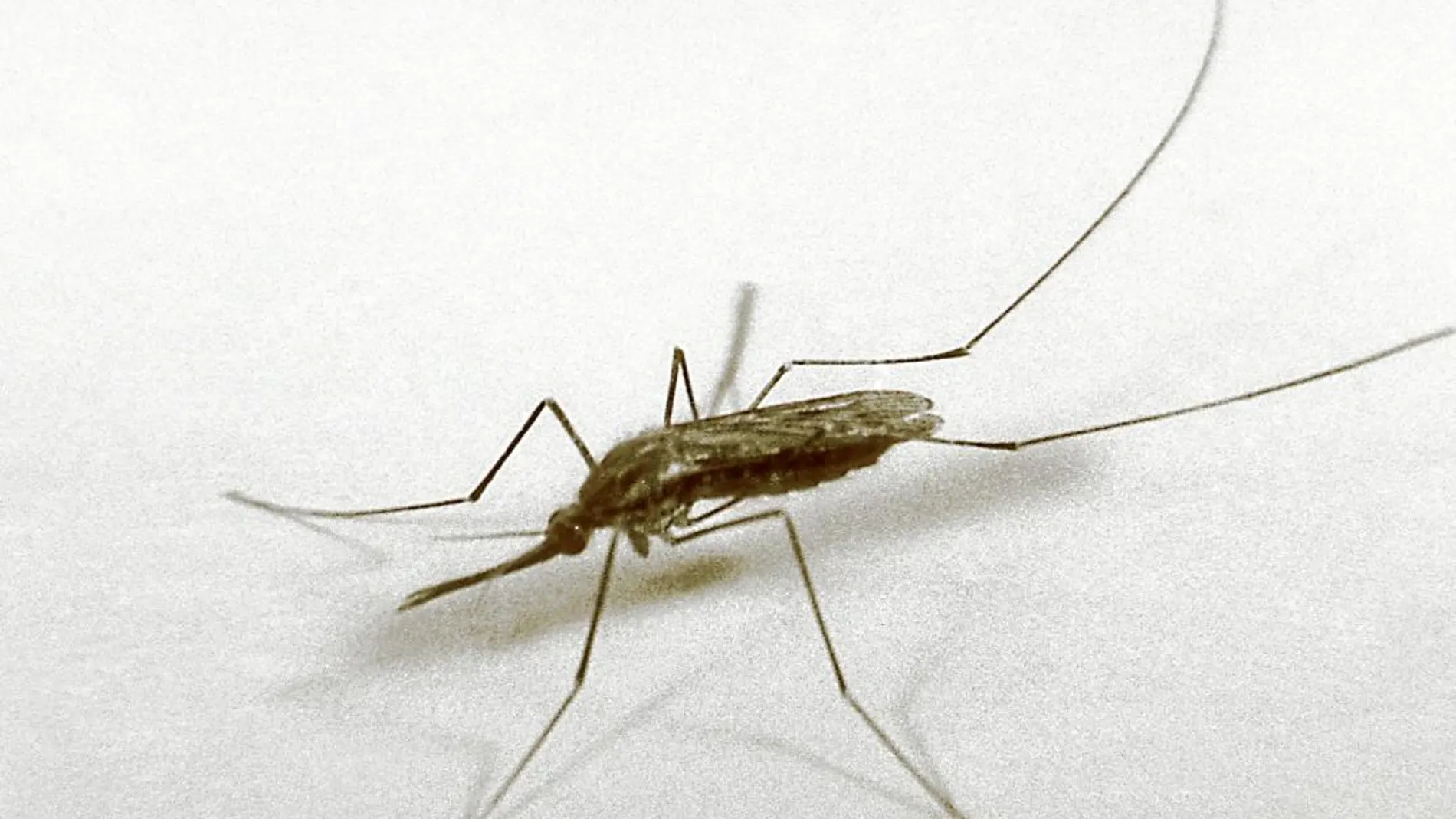 El mosquito Anopheles gambiae es el responsable de la propagación de la malaria por las zonas más castigadas de África
