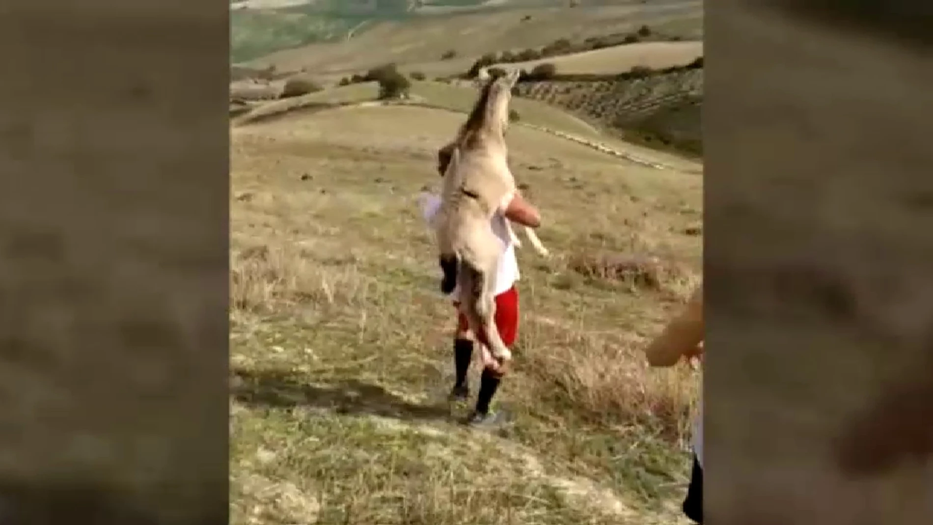 Ale cargó con el potro durante más de un kilómetro/Foto y vídeo: Atlas