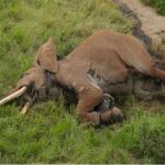 Imagen del elefante asesinado en Kenia