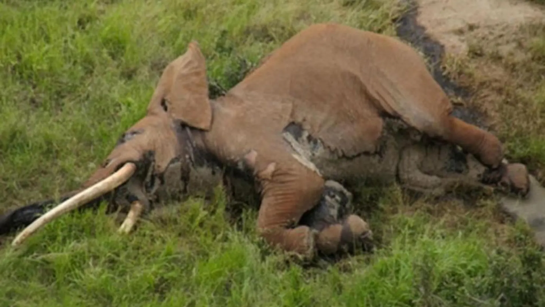 Imagen del elefante asesinado en Kenia