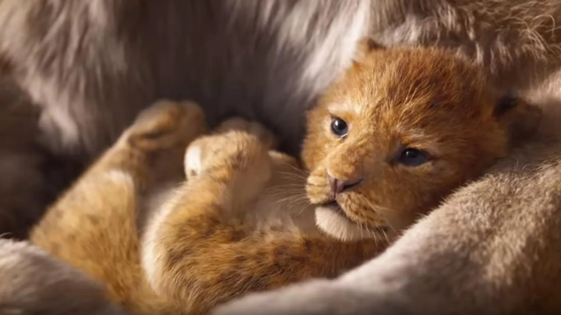 Simba, en la nueva película de «El Rey León» / Youtube-Walt Disney