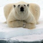 Un oso polar en el Ártico