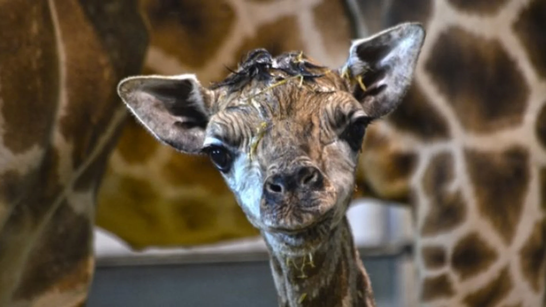 Imagen de la nueva cría de jirafa Baringo (una de las jirafas mas amenazadas del planeta)