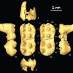 Algunos de los dientes hallados y que confirmaron que se trataba de una especie no descubierta hasta la fecha