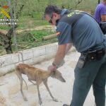 Investigado un vecino de Sanlúcar la Mayor por presunto maltrato a sus cuatro perros