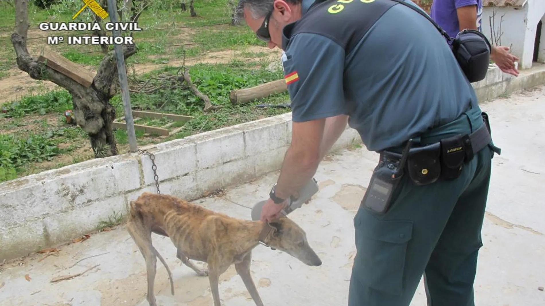 Investigado un vecino de Sanlúcar la Mayor por presunto maltrato a sus cuatro perros