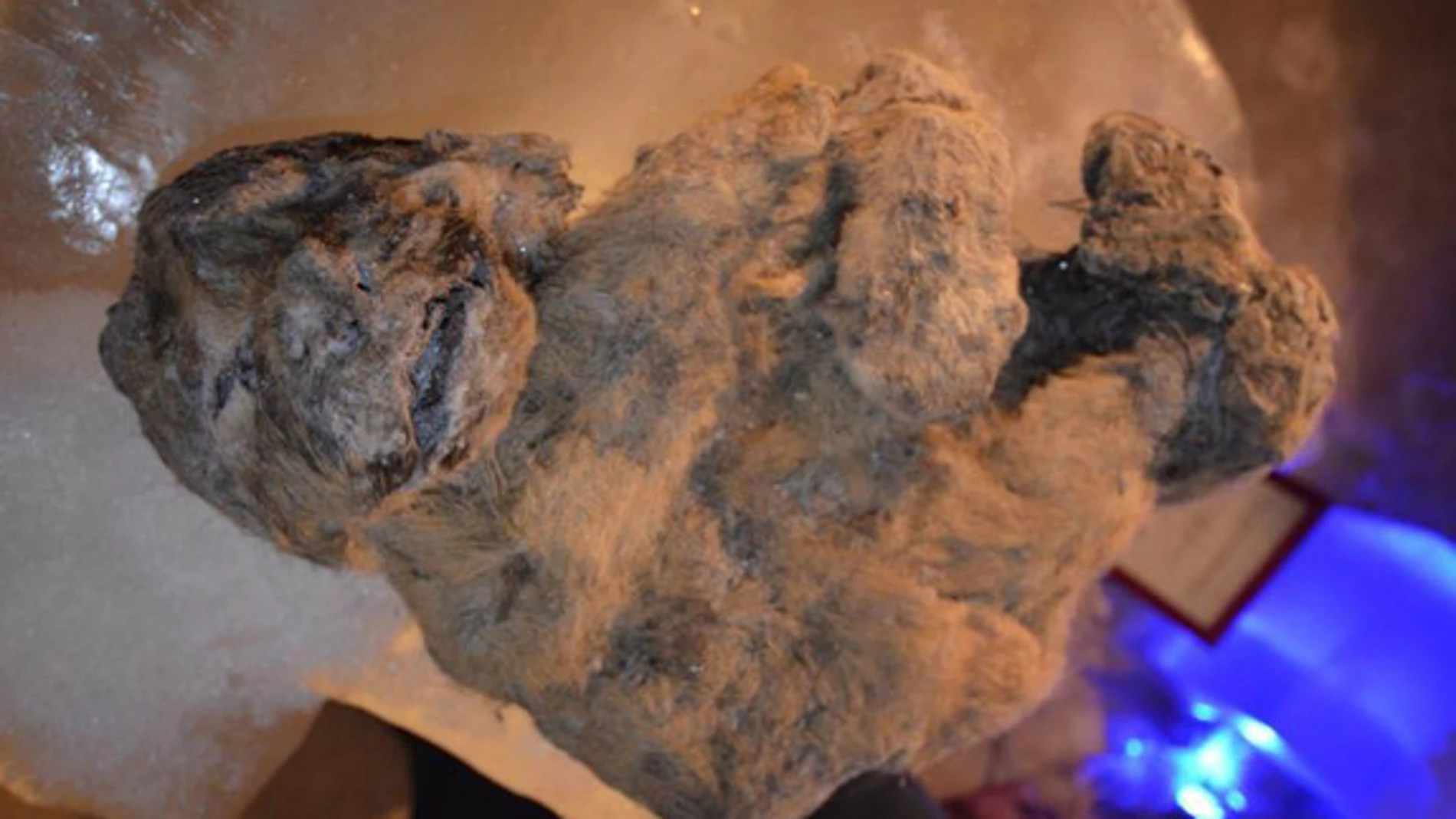 Uno de los cachorros de león de las cavernas, aún congelado y descubierto en Siberia
