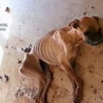 Imagen facilitada por la Guardia Civil de la perra muerta