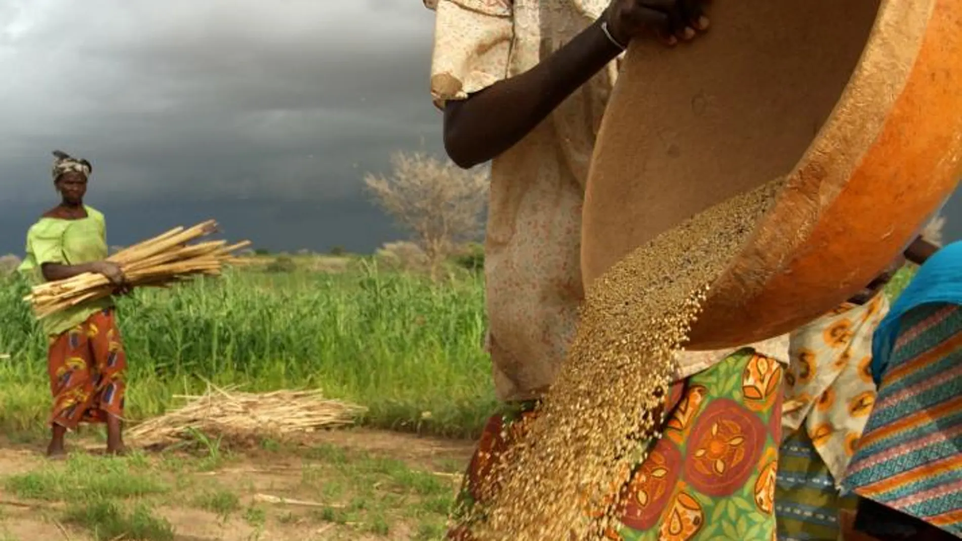 Dos campesinas en la recolección de mijo en Níger